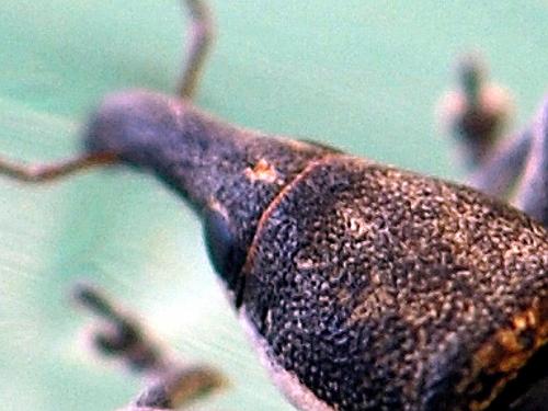 Lixus juncii